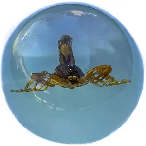 Real Insect Brown Scorpion Paperweight