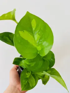 Pothos Global Green - Epipremnum Aureum ‘Global Green’ - 4" Pot