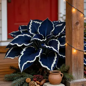 Hosta Seeds 800+ Perennials with Deep Foliage for Bold Garden Borders Shade Low-Maintenance  for Shaded Areas and Under-Tree Spaces