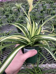 Hawaiin Spider Plant ~ Variegated Green and White ~ Live Large Plant for Home or Office