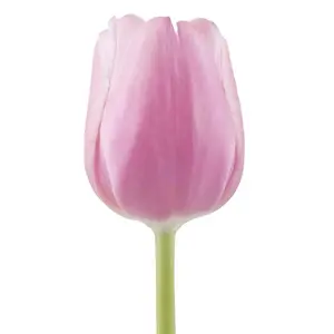 Tulip Milkshake - 50 Stem Bunch