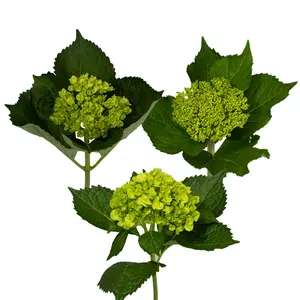 Assorted Mini Green Hydrangeas