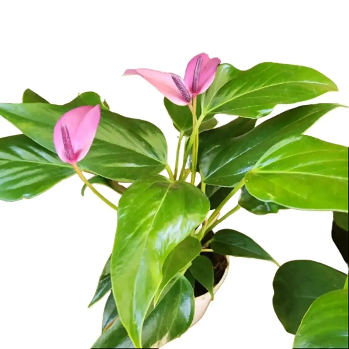 4" Anthurium 'Zizou' Flowering Houseplant - TikTok Shop