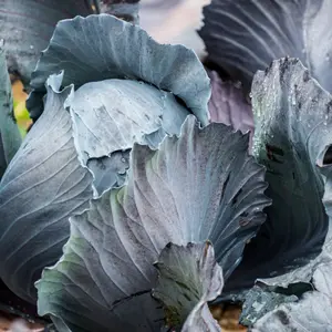 Organic Red Acre Cabbage Seeds (Brassica oleracea var. capitata 'Red Acre') – Vibrant Red Heads, Crisp Texture – Approx. 50 Seeds