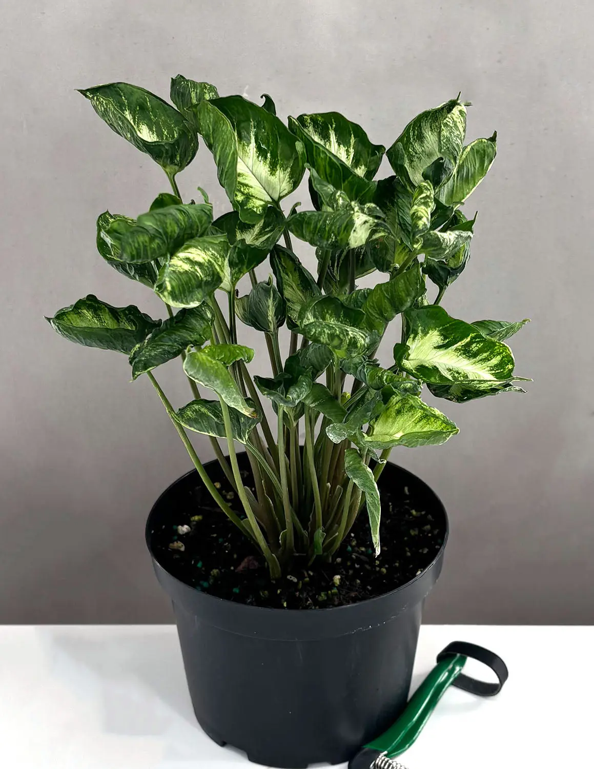 Syngonium Godzilla - TikTok Shop