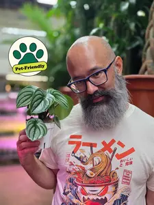 Peperomia Watermelon