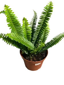 Boston Fern 4" Nephrolepis exaltata - Air-Purifying Houseplant with Soft Fronds, Safe for Cats & Dogs, Perfect for Indoor Spaces