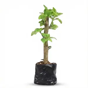 Live Only,Tropical Bougainvillea Plant – Perfect for Patio, Garden, or Indoor Decor”