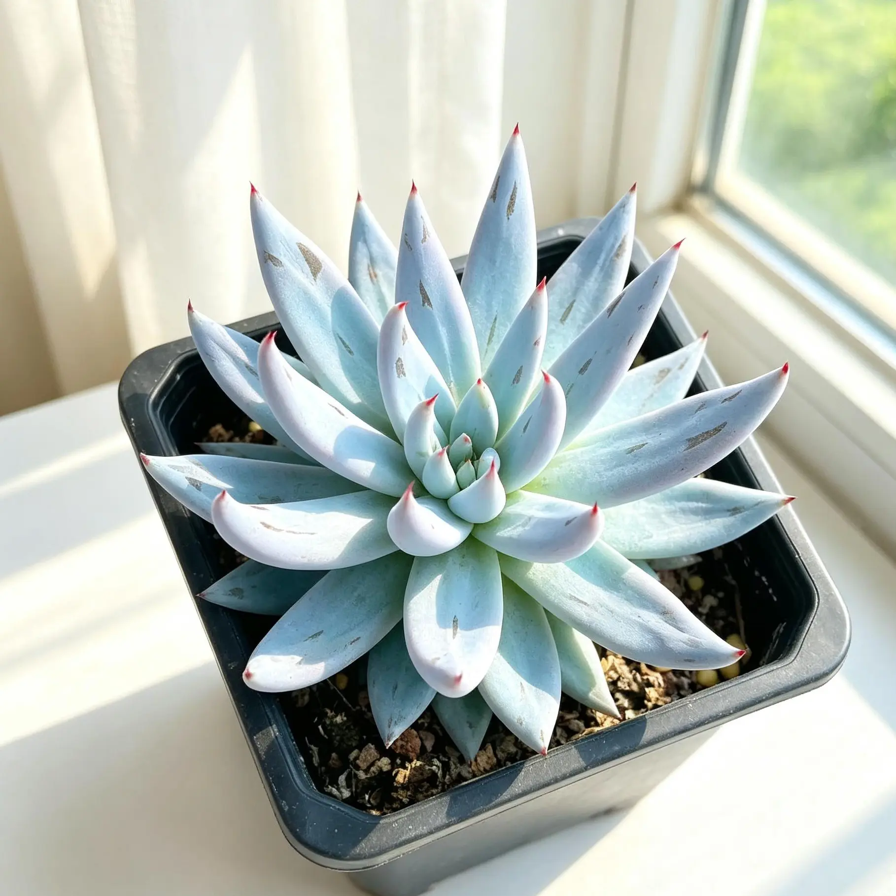 Echeveria 'Devil's Claw' Live Succulent Plant – Rare Colorful Succulent, Bare Root (No Pot), Easy Care, Beginner Friendly, Indoor Houseplant, Home & Garden Decor, Plant Lover Gift, Drought-Tolerant Plant