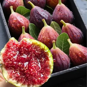 Fig Seeds for Planting – Non-GMO, Easy to Grow Fig Tree Seeds, Sweet Fruit, High Yield, Fast Growing, Heat Tolerant, Home Garden, Backyard & Container Planting