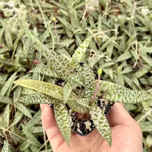 Silver Squill, Ledebouria Socialis, Leopard Lily, Small House Plant, Live Plant in 3.5”pot
