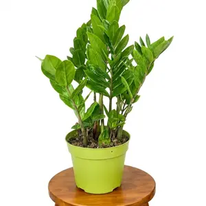 6" XL ZZ Plant (Zamioculcas Zamiifolia), Live Houseplant, Indoor Plant