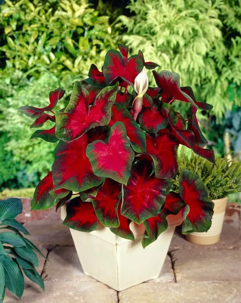 Caladium Buck (6 Bulbs) - Elegance for Shady Gardens - Perennial Hosta, Elephant Ears