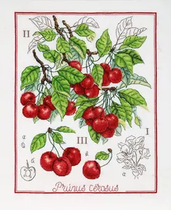 Botanical Battle - Cherry  Counted cross stitch kit 1274A