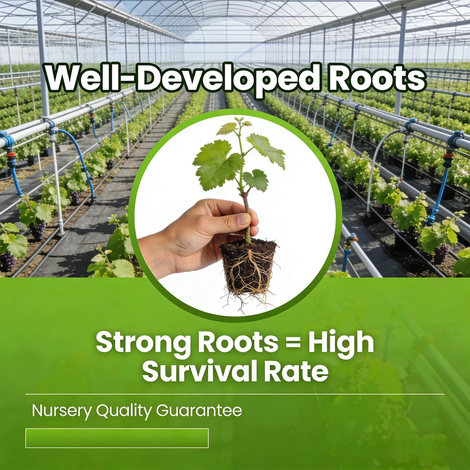 Niagara Grape Vine Starter Plant – Sweet White Table Grapes for Home Garden, Easy Grow Outdoor Fruit Vine for Patio, Arbor & Backyard Landscaping Niagara Grape Vine Starter Plant – Sweet White Table Grapes for Home Garden, Easy Grow Outdoor Fruit Vine for Patio, Arbor & Backyard Landscaping