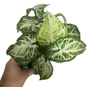 4” Syngonium Glo Glo