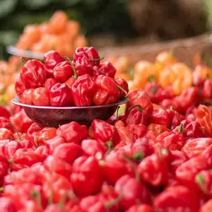 Pepper Seeds - Hot Pepper - Habanero Red
