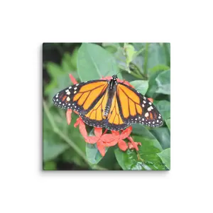Male Monarch Butterfly Canvas Print