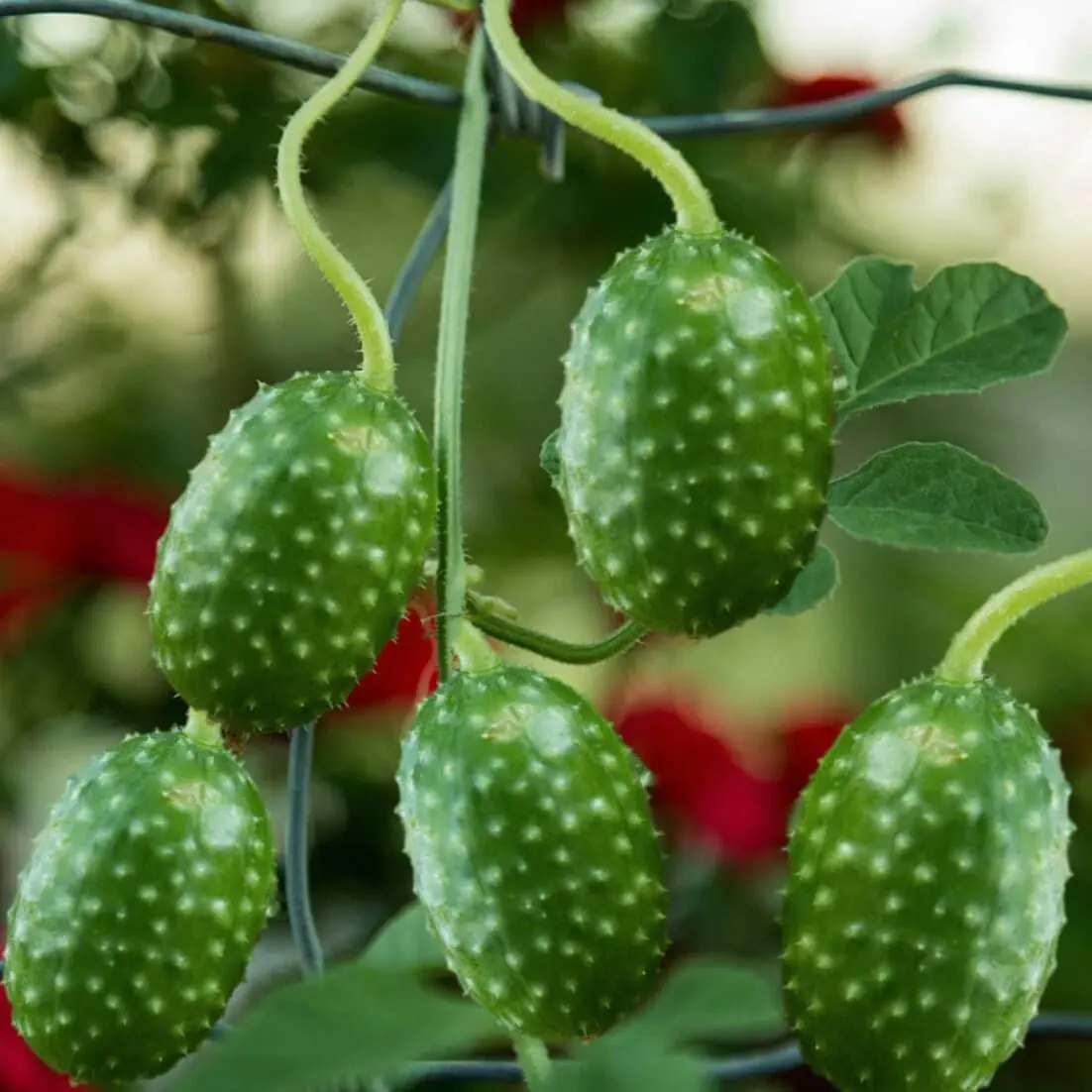 TomorrowSeeds - West Indian Gherkin Cucumber Seeds -  Cucumis Anguria Burr Maroon Spiky Cocombro Pepino Silvestre Vegetable Seed 2024 Season