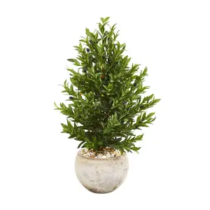 3' Olive Cone Topiary in Sandstone Planter