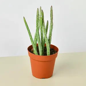 Succulent Senecio Stapeliiformis 'Pickle Plant' 4" Pot