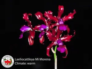 Laeliocattleya Mi Morena