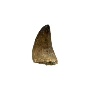 Fossilized Mosasaur Tooth (1-2") - Genuine Prehistoric Fossil