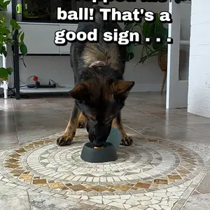 Yipetor Slow Feeder Dog Bowls for Liquid Treat, [Built-in Rolling Ball] No Spill Bone Broth Dog Licking Bowl, Multi-Purpose Puppy Yogurt Feeder Bowl for All Breeds Dietary Supplement/Post-op Nutrition Feeding.valentines gift for pets