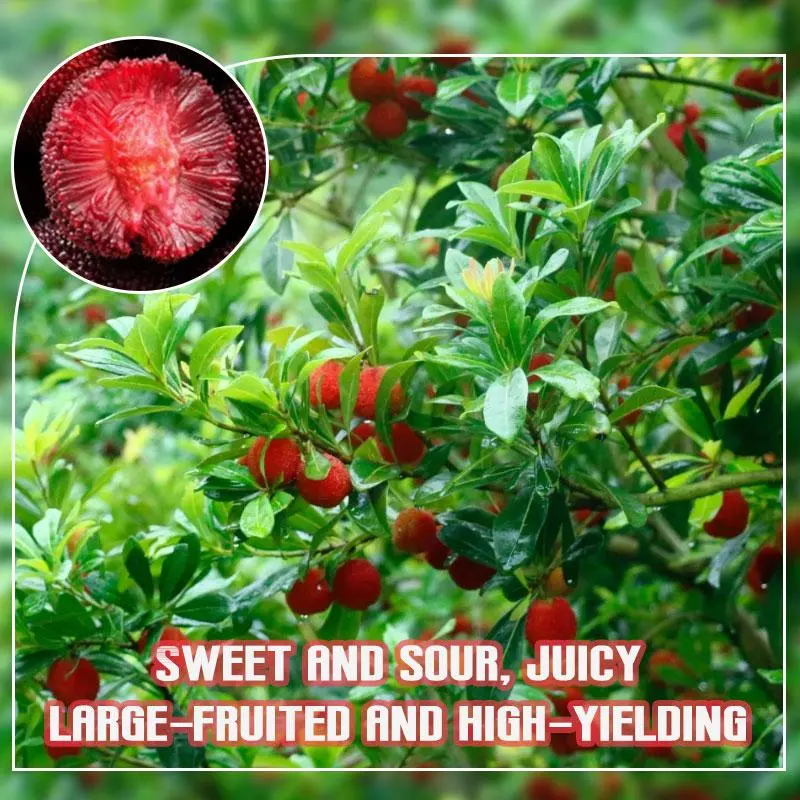 Bare Root Grafted Waxberry Tree Sapling, Big Juicy Red Bayberry Patio Backyard Edible Fruit Plant