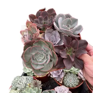 8” Mixed Many Varieties Succulent Home Sculpture