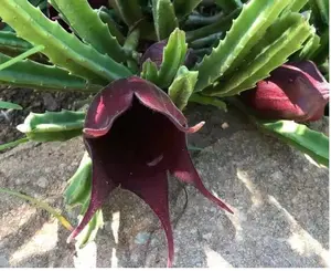 5 succulent plant seed Stapelia Leendertziae exotic huernia rare orbea