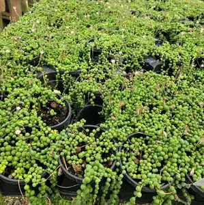 4 inch pot string of pearls