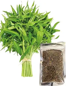 500+ Kangkong Seeds - Rau Muong- Kong Xin CAI- Ong Choy Seeds for Planting- Vegetable Seeds for Yard & Garden