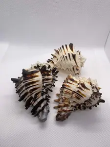 Black Murex Shell 2.5-3.5".  Opening size : 3/4-1".