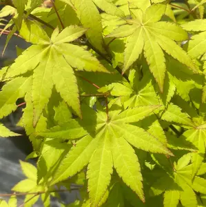 Acer shirasawanum 'Sunny' Full Moon Japanese Maple