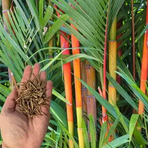 50 Red Dragon Bamboo Seeds