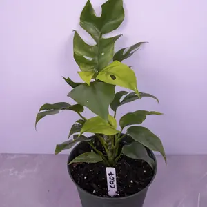 Mini Monstera (Rhaphidophora Tetrasperma) Live Plant | Fast Growing Climber