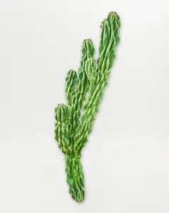 Monstrose Cactus
