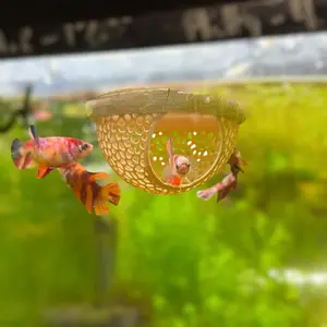 Betta fish floating hide - SAFE Spot