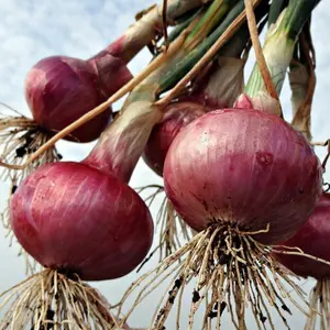 Organic Red Grano Onion 50+ Seeds (Allium cepa) – Mild, Sweet Red Onions for Fresh and Cooked Dishes