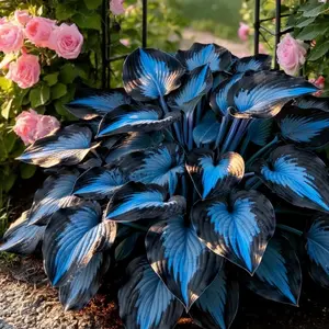 Hosta Seeds Perennial Shade Plant for Garden and YardNon-GMO USA Made with instructions for Easy Care andVersatile Growth ldeal for Borders Shaded Gardens orContainers