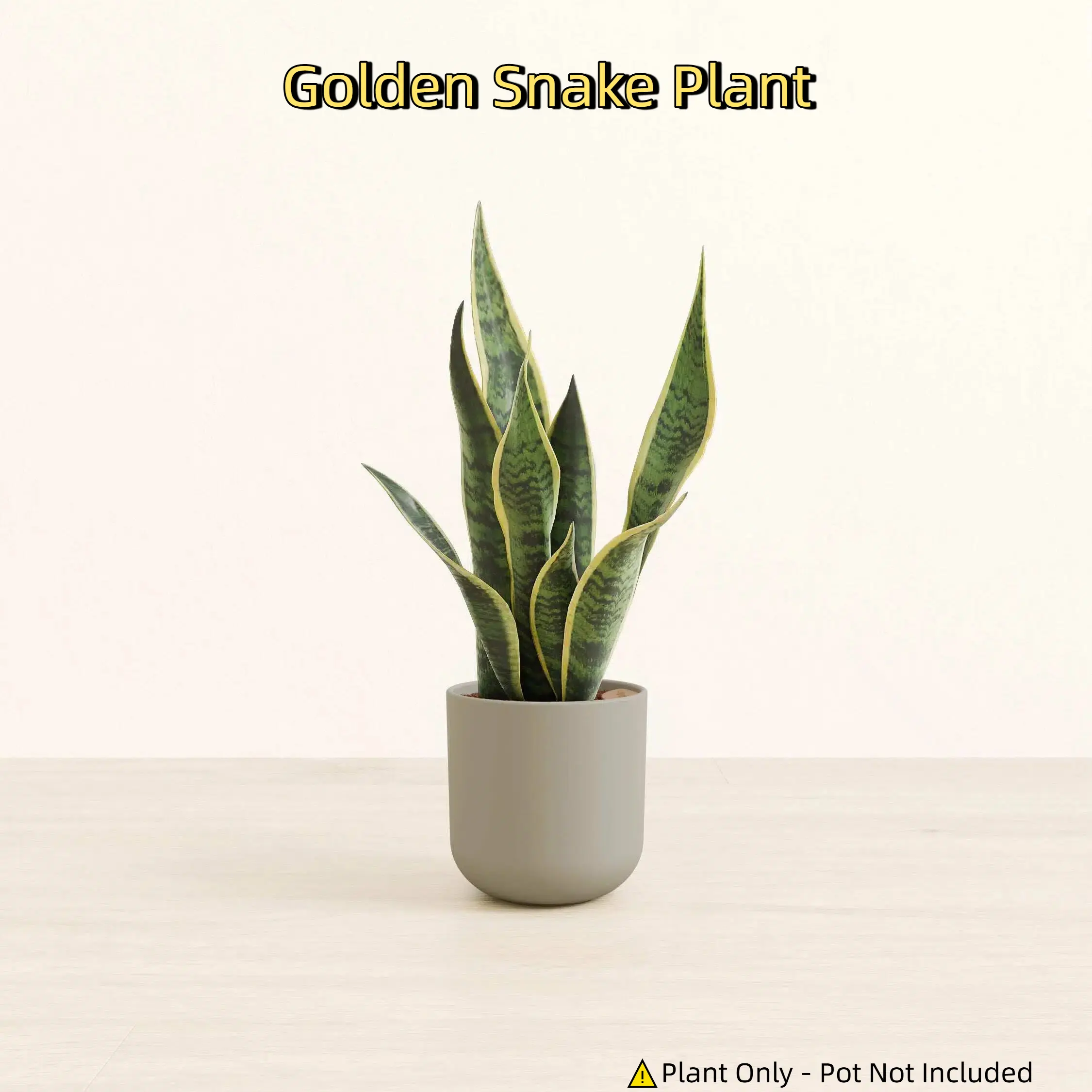 Golden Snake Plant/ellow Edge Sansevieria for Home Office Decor, Low Light Easy Care