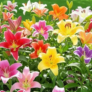 300pcs Colorful Lily Seeds – Brilliant Multi-Color Blooms with Vibrant Red Petals for Beds & Pots – Hardy, Sun-Loving, High Germination, Symbolic Beauty