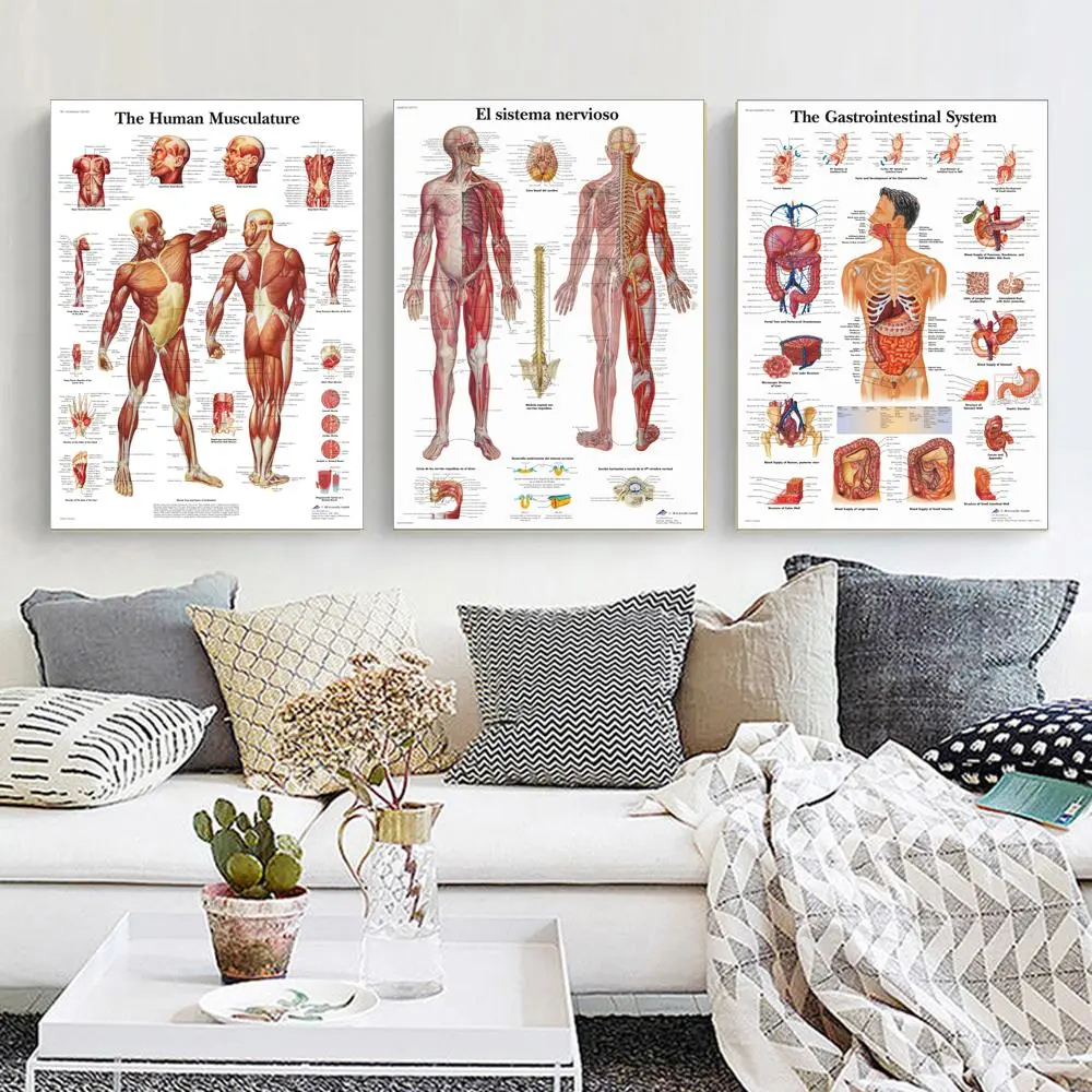 Human Body Organ Anatomy Chart, Muscle & Bone & Nerve System Chart, Educational Poster, Wall Art for Home Living Room Bedroom Decor, Classroom Supplies Charts, Home Classroom Decorations, Learning Tool