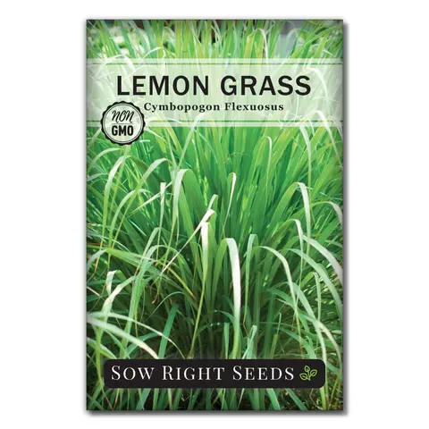 SOW RIGHT SEEDS Heirloom Lemongrass Garden Plant Seeds - 385-Count 1.2g Packet (200mg Content), Heat-Tolerant Upright Perennial Herb for Home Sunny Gardens, All Seasons, Ginger-Mint Aroma, Ideal for Asian Dishes