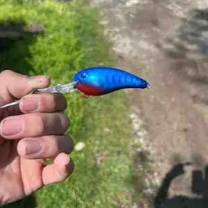 “Pearl Gill” Wiggle Wart - Night time pattern