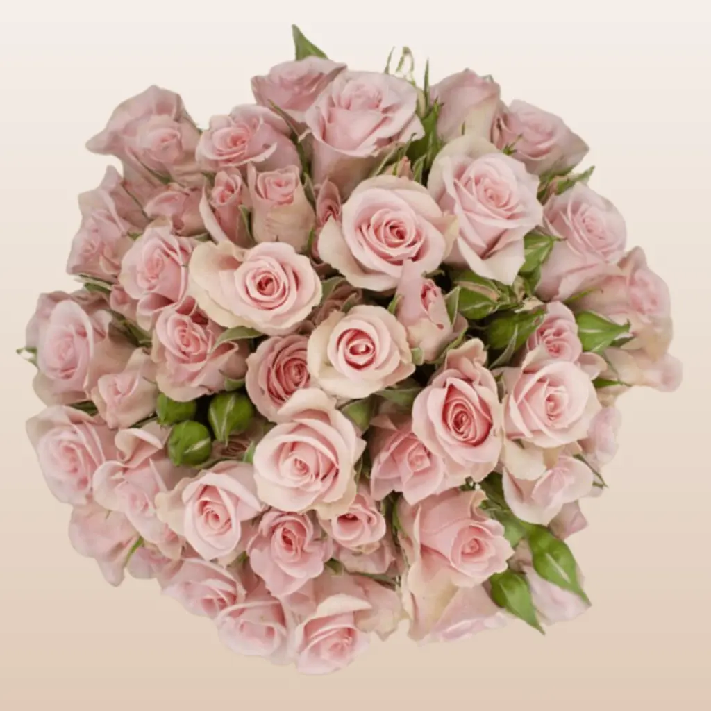 Elba Light Pink Spray Roses 12 Bunches 10 Stems 40cm Fresh imported from Ecuador Clear Sleeve Captivating Scent Ideal for DIY Weddings and Home Florists