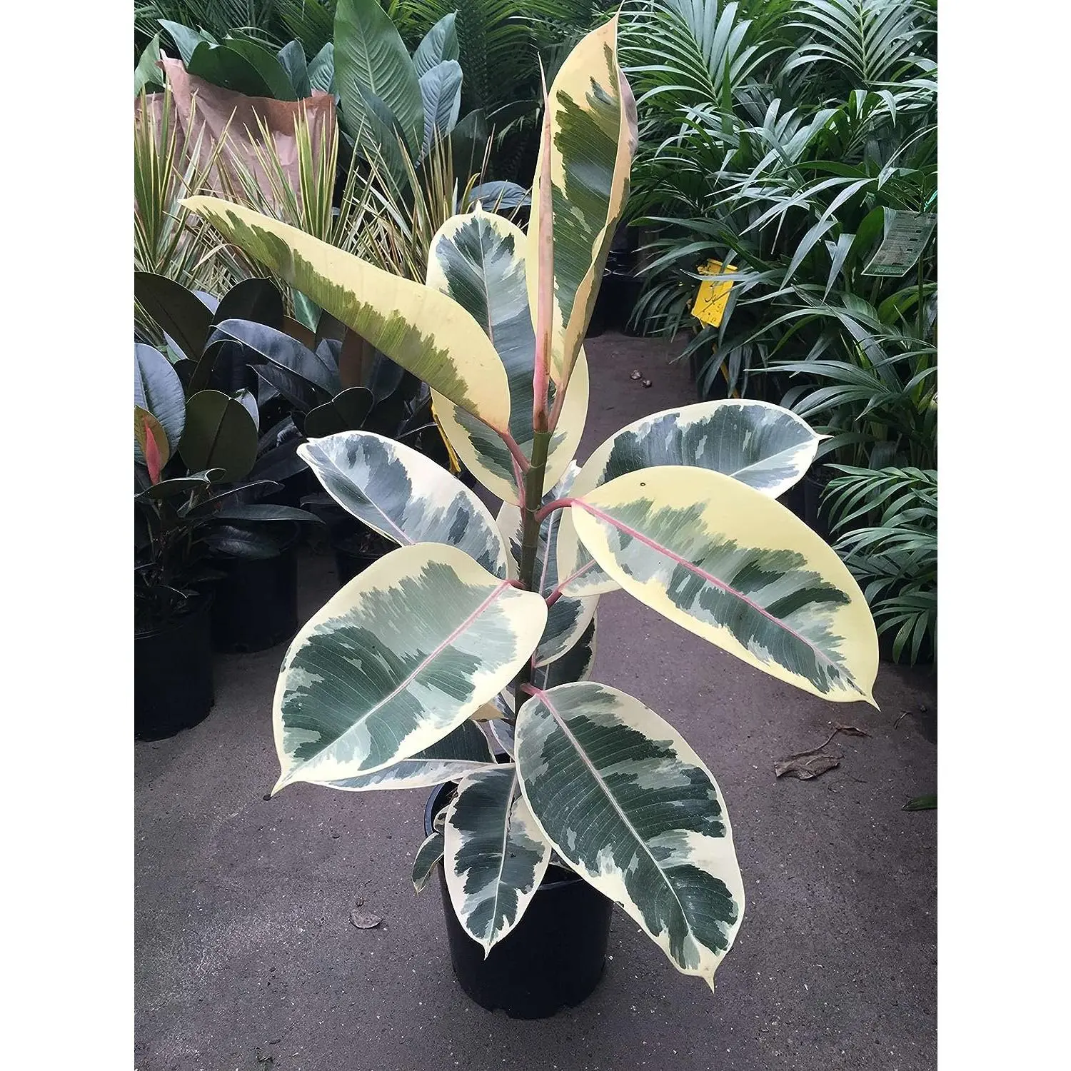 Ficus Tineke - Live Plant in a 10 Inch Pot - Ficus Elastica 'Tineke' - Rare and Beautiful Variegated Indoor Houseplant - Air Purifying