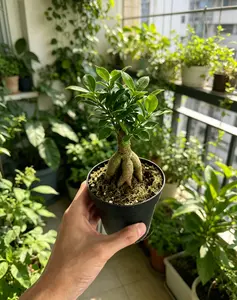 RZ-21      Ficus Ginseng Live Bonsai Houseplant in 4 Inch Pot | Indoor Decorative Plant for Home & Office