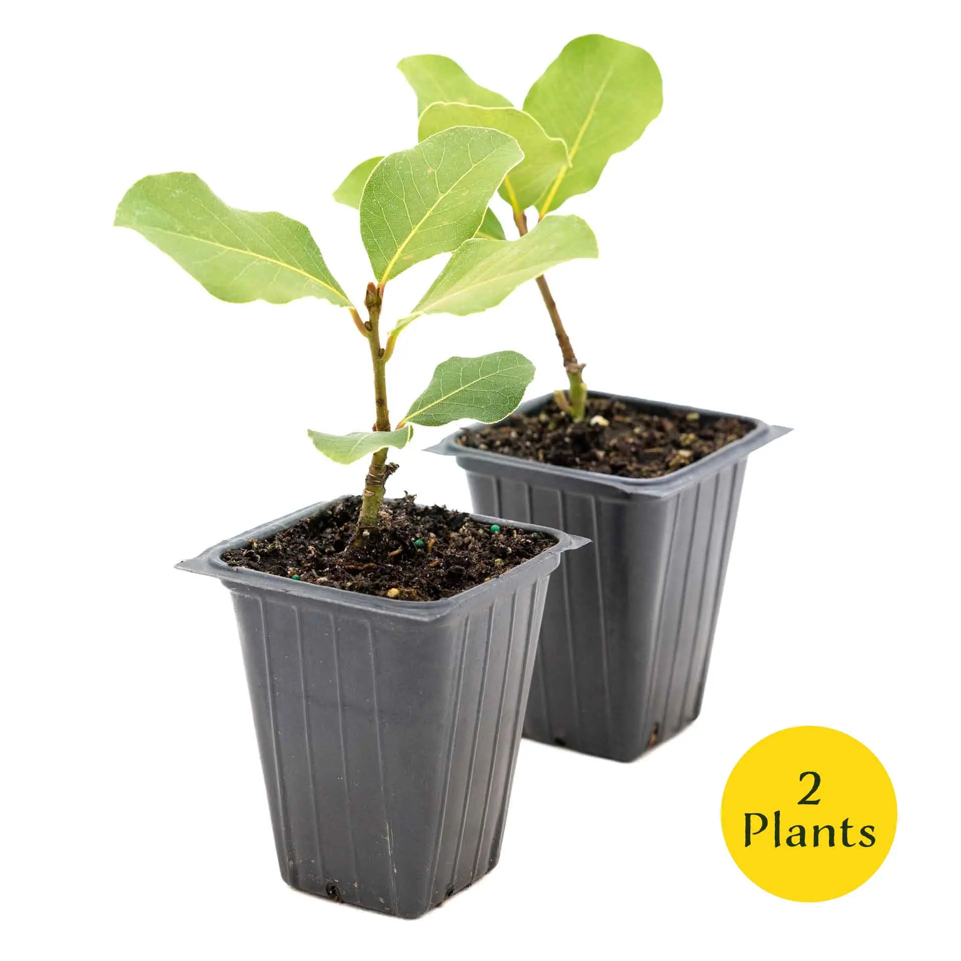 2 Plants